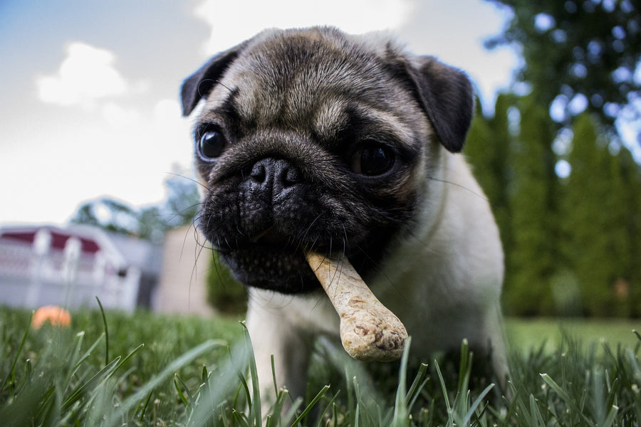 Why Do Dogs Like Bones?